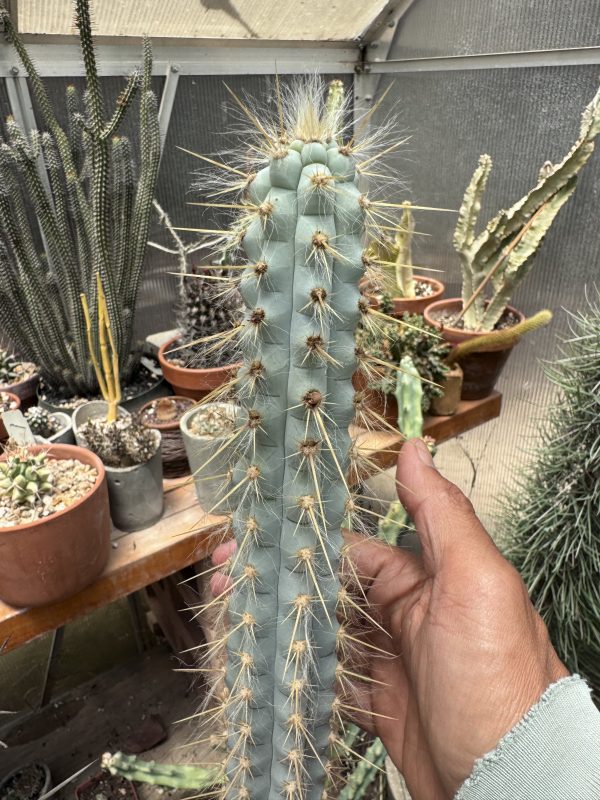 Pilosocereus pentaedraphorus - Image 4
