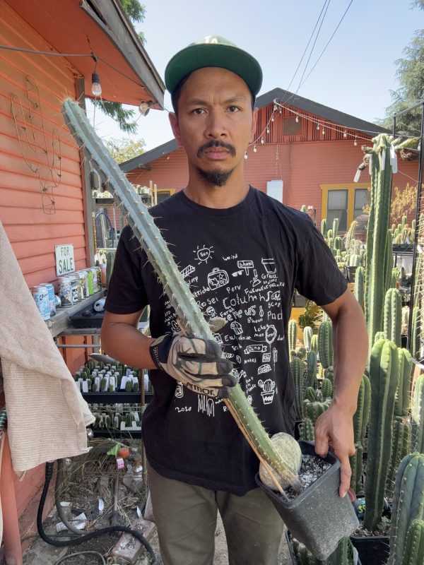 Pilosocereus pentaedraphorus - Image 4