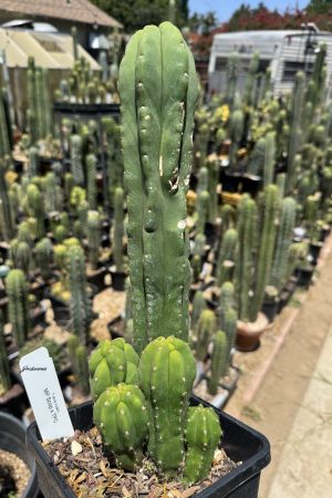 MP scopulicola x TPC monstrose