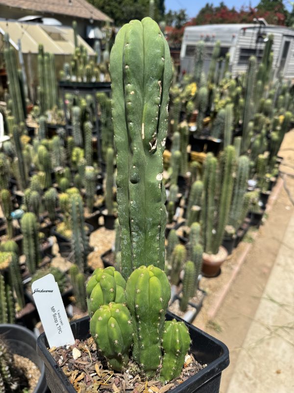 MP scopulicola x TPC monstrose