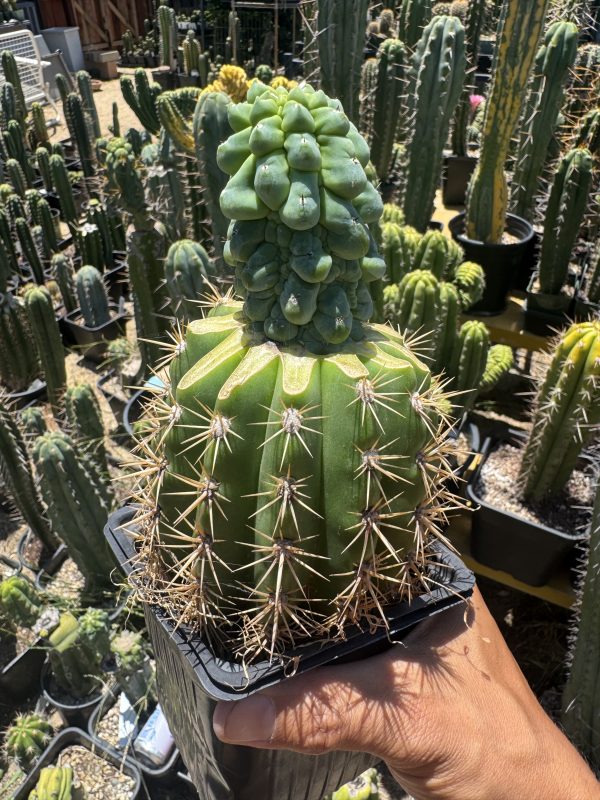 Myrtillocactus Glorp graft - Image 10