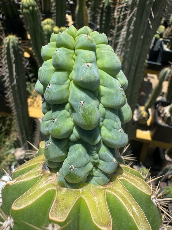 Myrtillocactus Glorp graft - Image 9