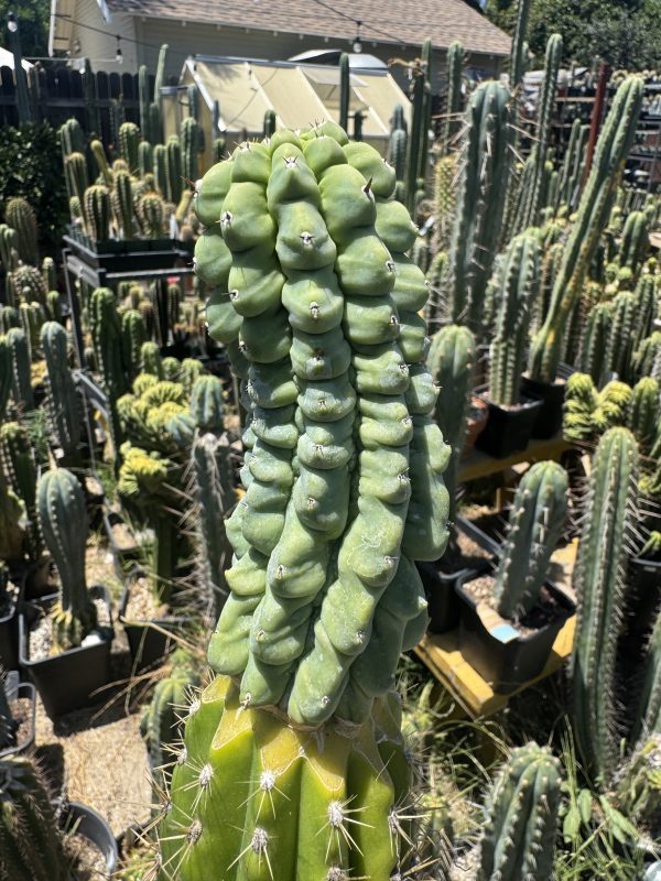 Myrtillocactus Glorp graft - Image 7