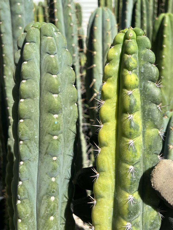 Variegated Naga-Ina - Image 9
