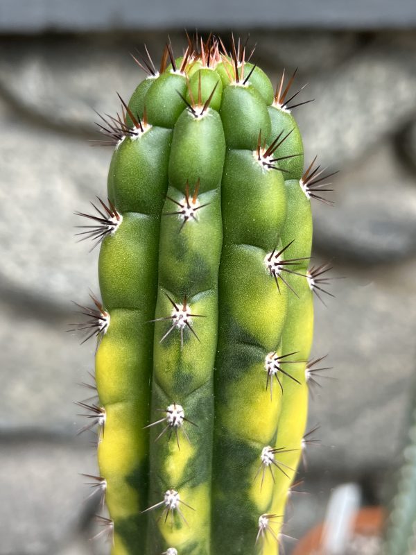 Variegated Naga-Ina - Image 2