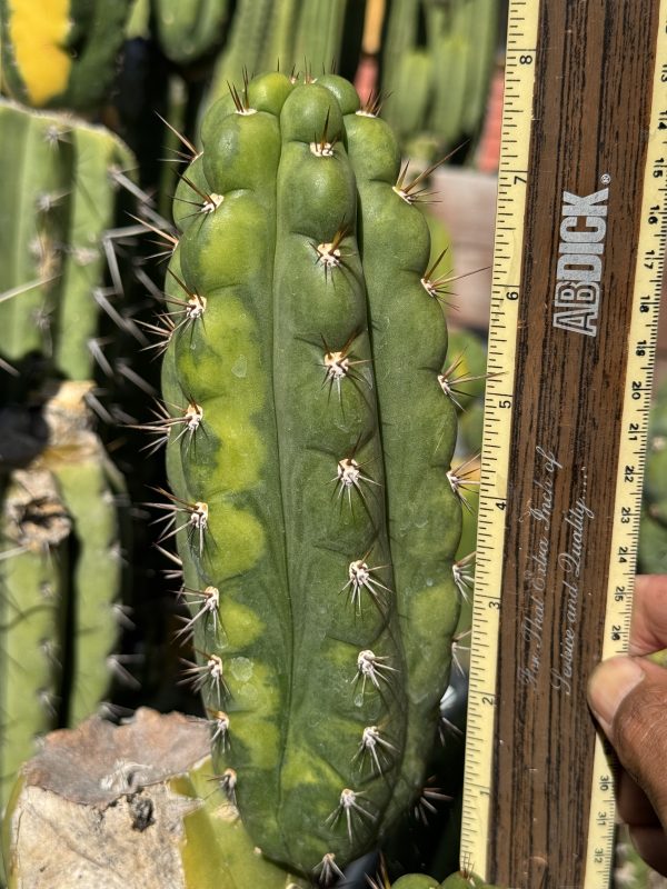 Variegated Naga-Ina - Image 12