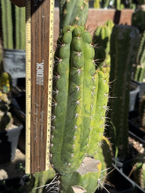 Variegated Naga-Ina - Image 13