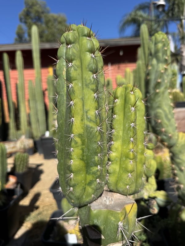 Variegated Naga-Ina - Image 10