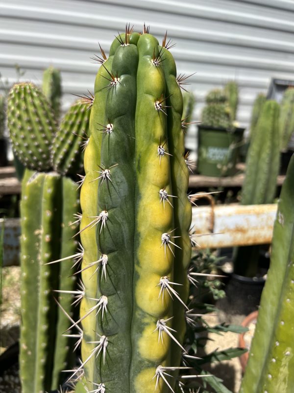 Variegated Naga-Ina - Image 6