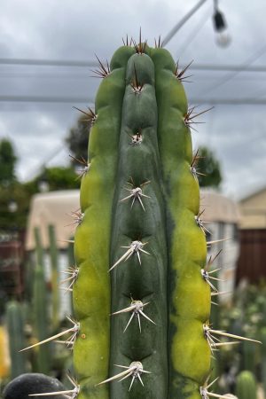 Variegated Naga-Ina
