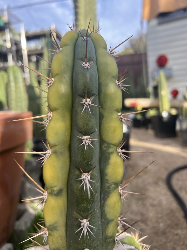 Variegated Naga-Ina - Image 3