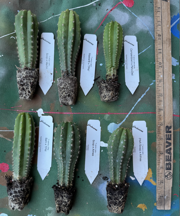 6 ct 3inch Variety Pack A