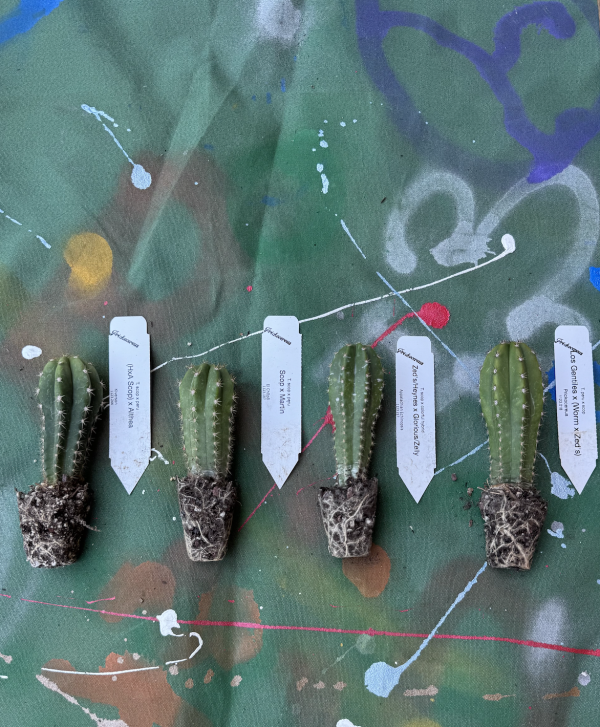 4 ct 3inch Variety Pack B