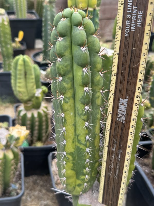 Variegated Naga-Ina - Image 15