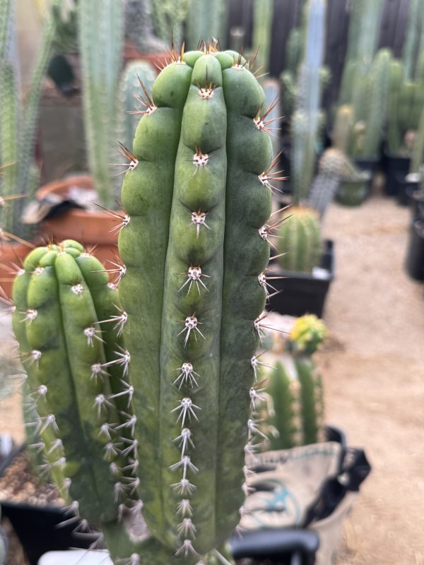 Variegated Naga-Ina - Image 10