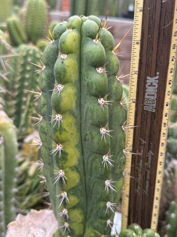 Variegated Naga-Ina - Image 14
