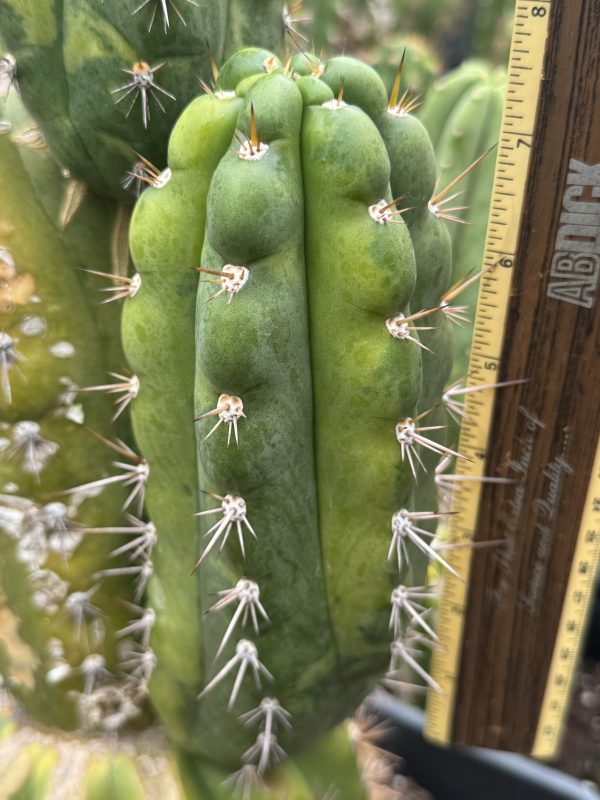 Variegated Naga-Ina - Image 16