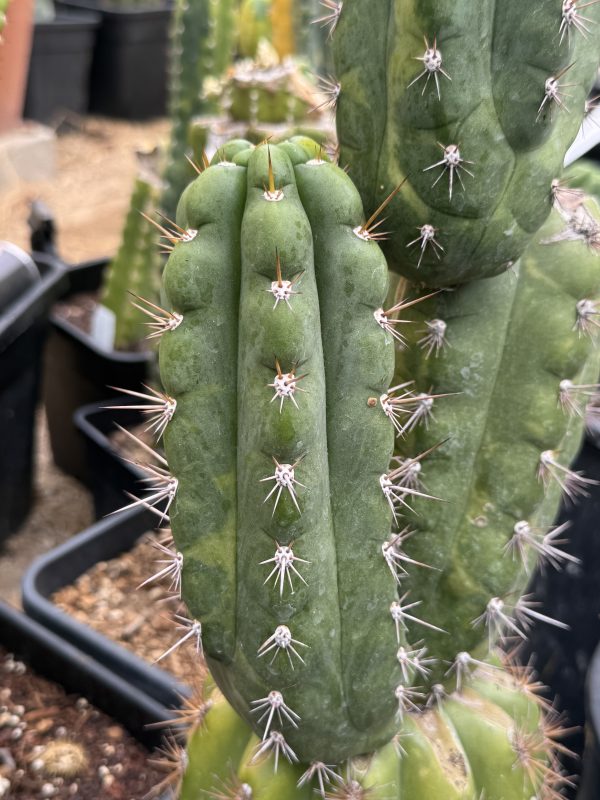 Variegated Naga-Ina - Image 12