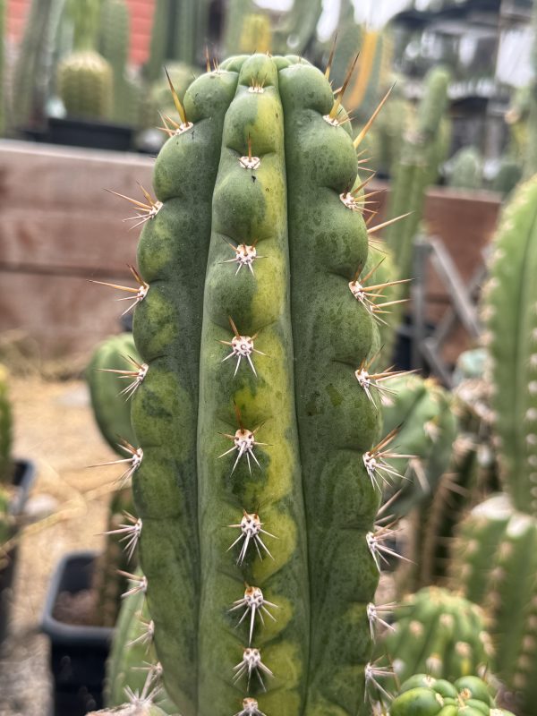 Variegated Naga-Ina - Image 11