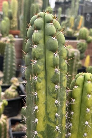 Variegated Naga-Ina