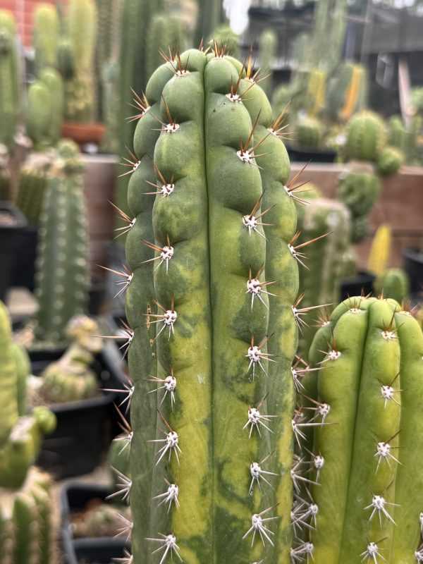 Variegated Naga-Ina