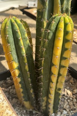 Collector’s Corner Variegated Peru