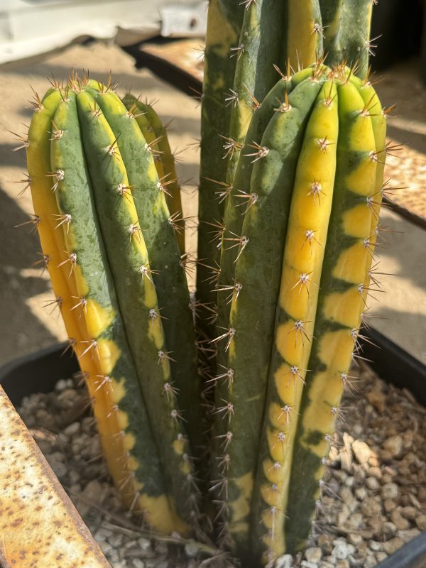 Collector’s Corner Variegated Peru