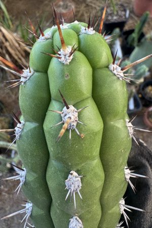 Borzicactus plagiostoma