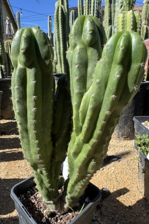 Monstrose MP Scop x TPC