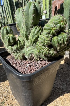 Monstrose TPC x Sharxx blue