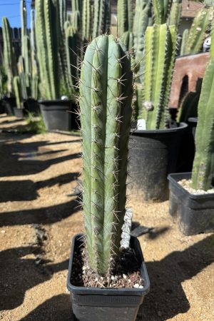 Capital Cactus x Rosei #2