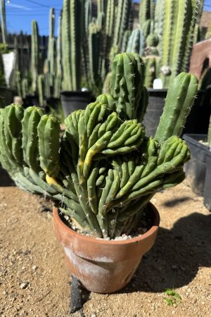 Variegated Dr. Funkenstein cristata