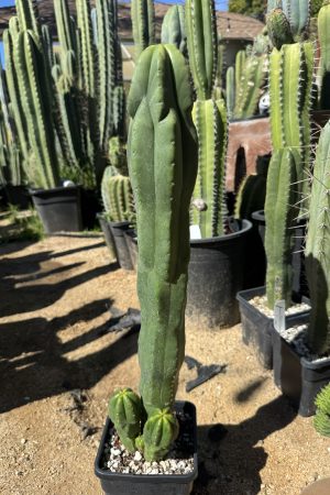 Monstrose MP Scop x TPC