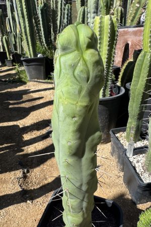 Monstrua de Cota Cota