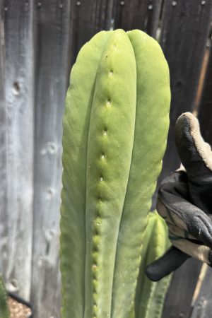 Sacred Succulents Scop