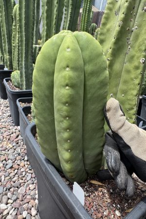 Monarto Spineless Scop
