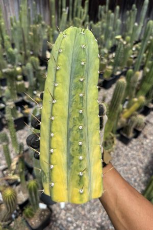 Variegated JS444V