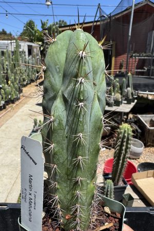 Icaro DNA
