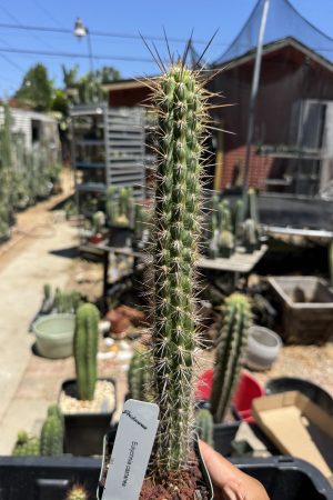 Eulychnia castanea