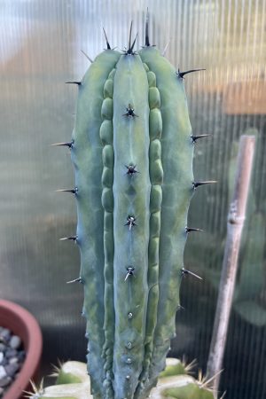 Myrtillocactus Grecas graft