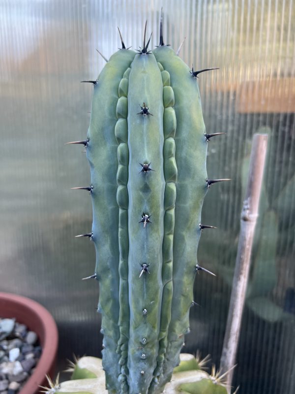 Myrtillocactus Grecas graft