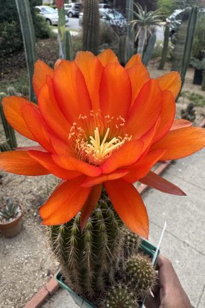 flying saucer x schick pink