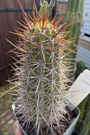 Trichocereus nigripilis