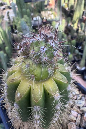 Oreocereus celsianus stacker graft