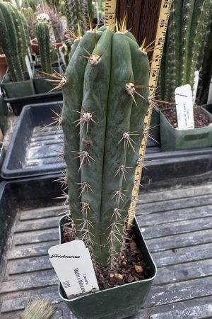 Martin x Matucana