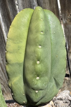 Monarto Spineless Scop