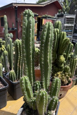 Monstrose Chalaensis x TPM