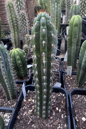 Borzicactus guameniensis
