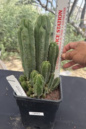 Monstrose MP Scop x TPC