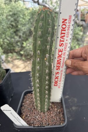 Borzicactus guameniensis